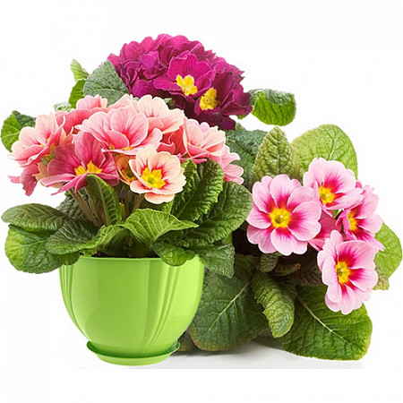 Кашпо Berossi Diana 5 л АС28538000