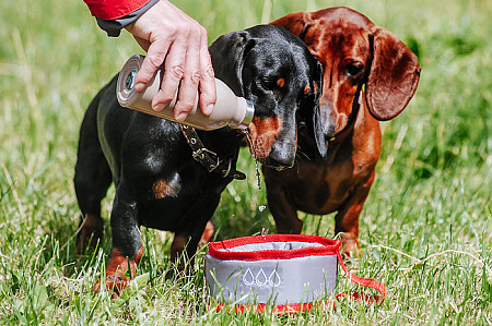 На картинке изображен Миски дорожные для воды и корма 1194 Миски дорожные для воды и корма 1194